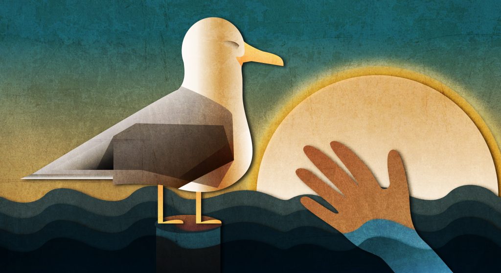 How a Seagull Saved a Navy Pilot Who Crash-Landed in the Sea