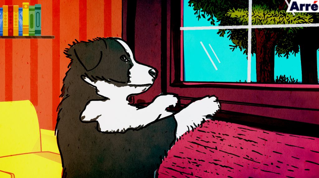Why Pet Owners Are Not Always Animal Lovers
