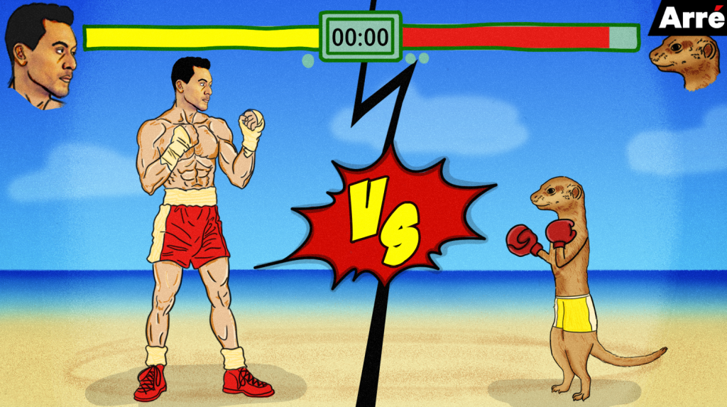 A Meerkat Just Challenged Tiger Shroff To a Fight on Twitter: Here’s What You’ve Missed